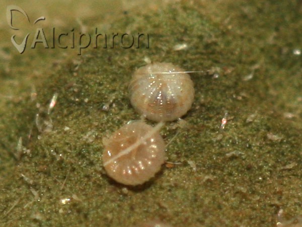 Charanyca trigrammica