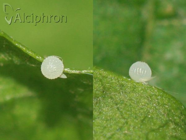 Hoplodrina ambigua