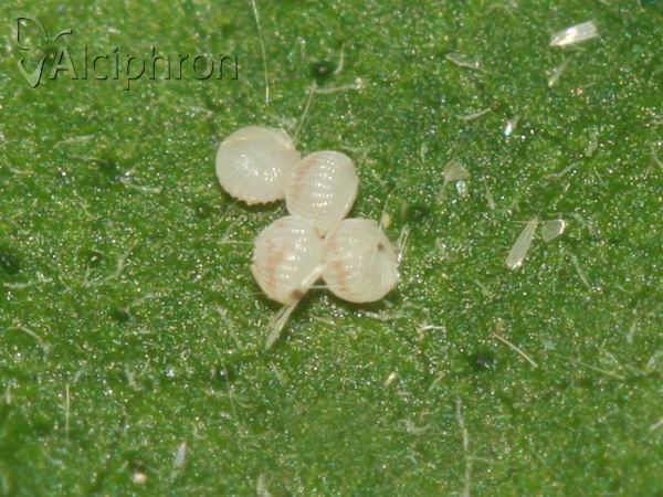 Hoplodrina ambigua