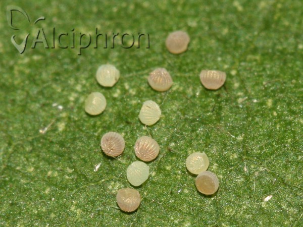 Athetis gluteosa