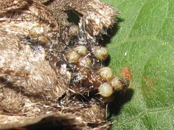 Thalpophila matura