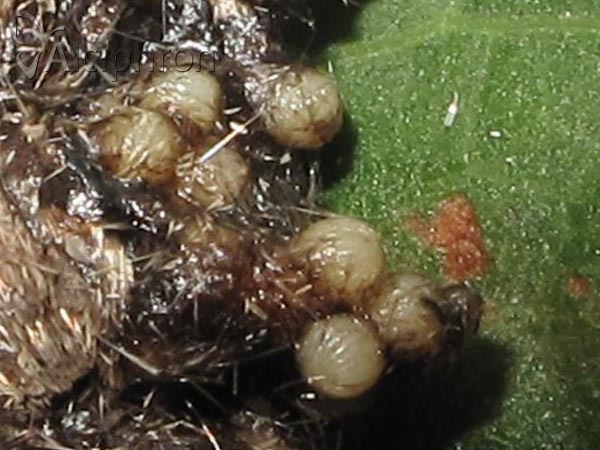 Thalpophila matura
