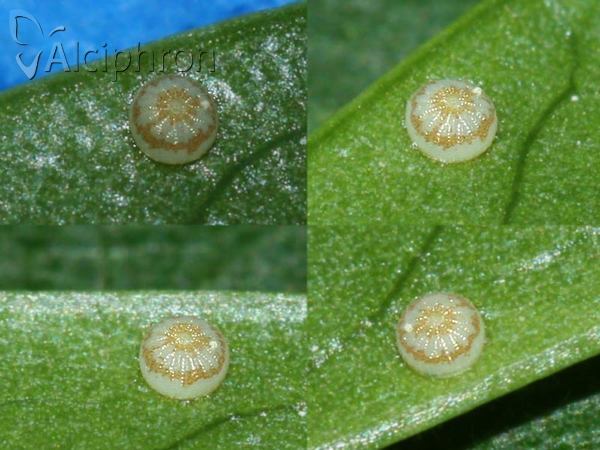 Phlogophora meticulosa