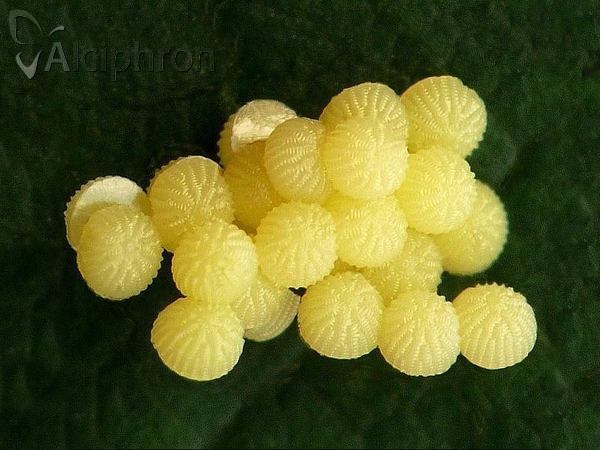 Phlogophora meticulosa
