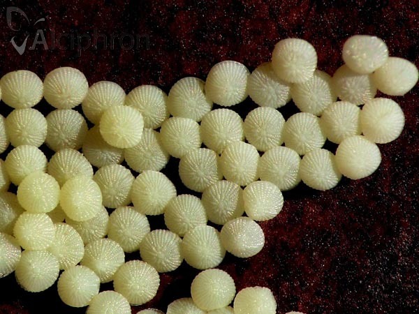 Eupsilia transversa