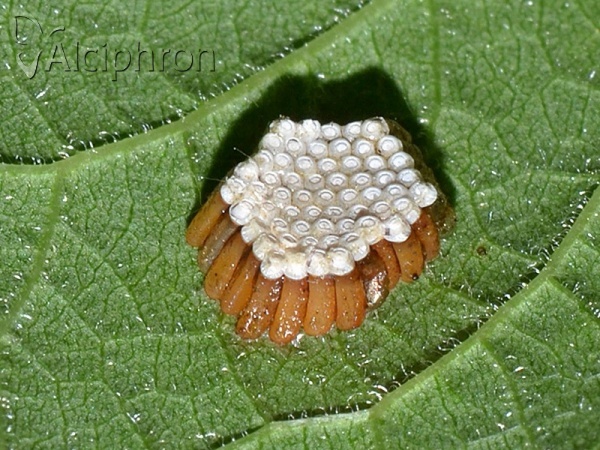 Rhynocoris iracundus