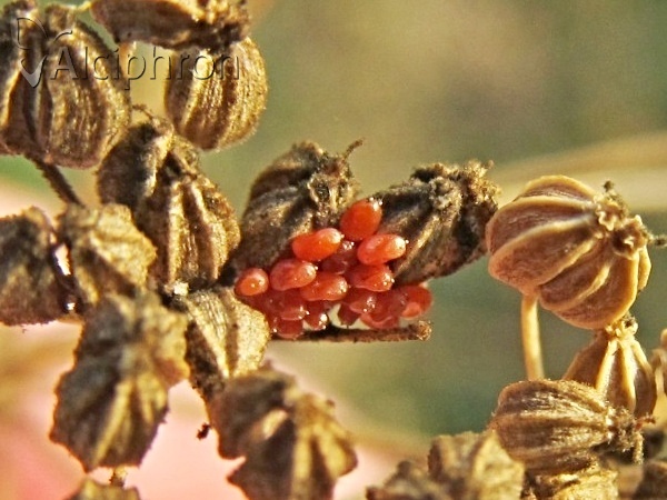 Liorhyssus hyalinus