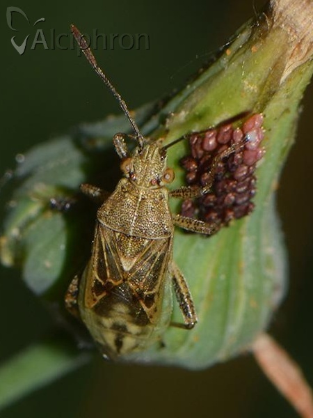Stictopleurus punctatonervosus