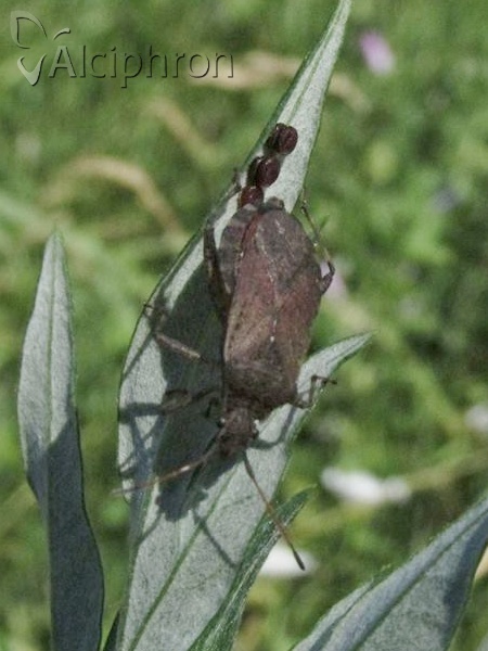 Ceraleptus gracilicornis