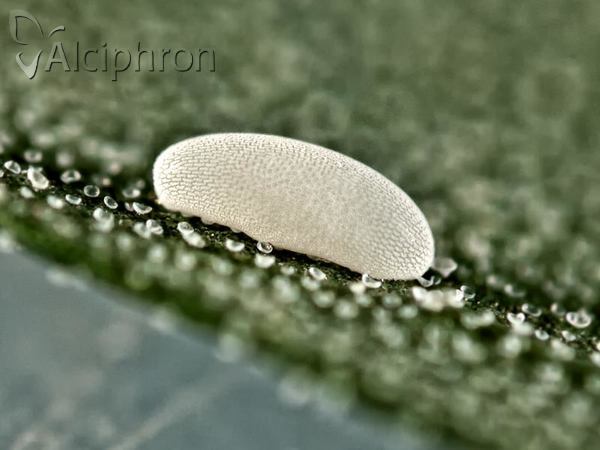 Episyrphus balteatus