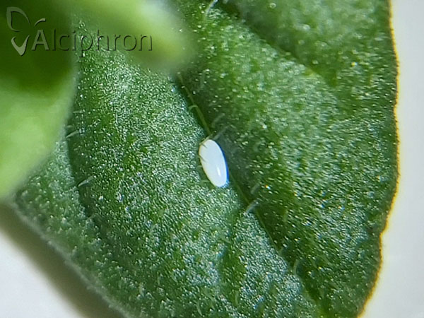 Eupeodes corollae