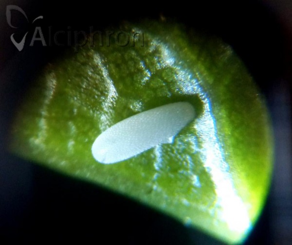 Eupeodes luniger