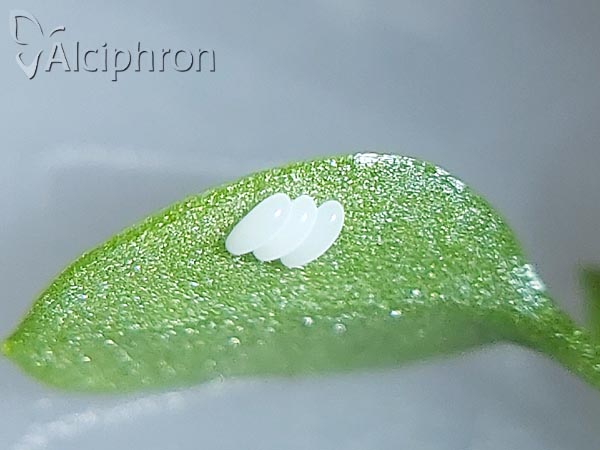 Melanostoma mellinum
