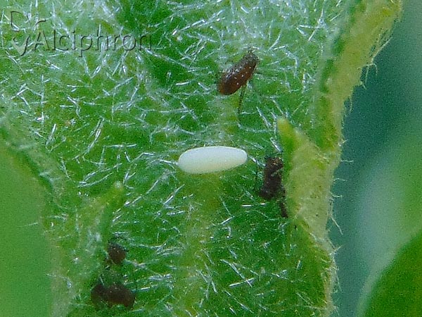 Scaeva pyrastri