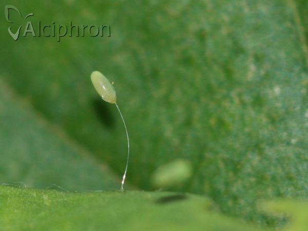 Chrysoperla carnea