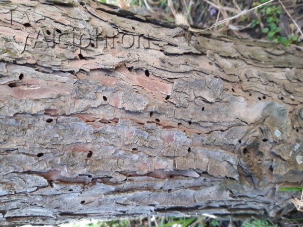 Ovalisia festiva