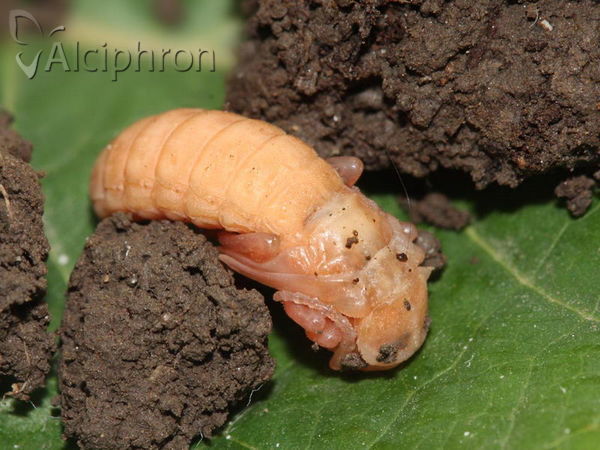 Cantharis rustica