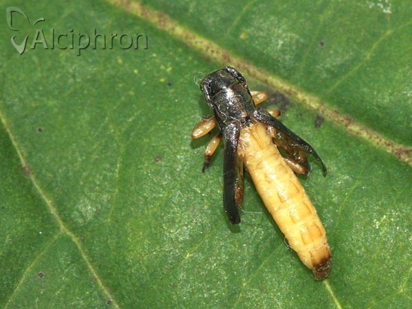 Phytoecia icterica
