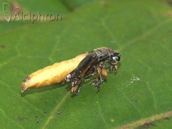 Phytoecia icterica