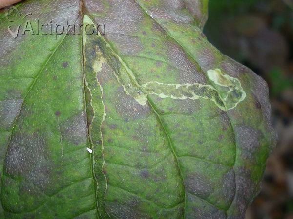 Phytomyza agromyzina