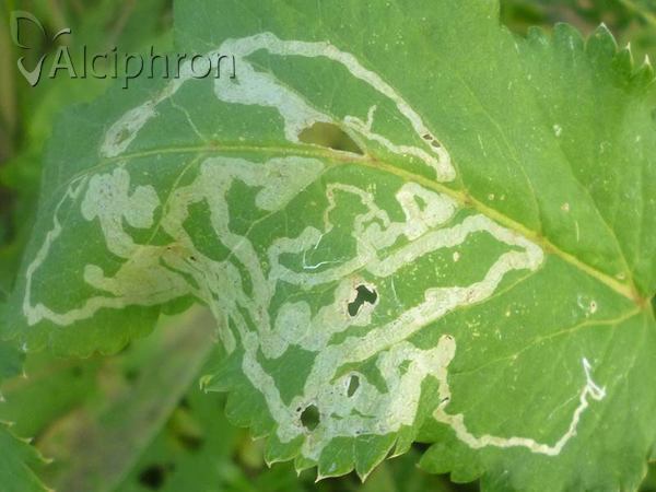 Phytomyza archangelicae