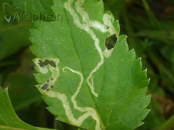 Phytomyza archangelicae
