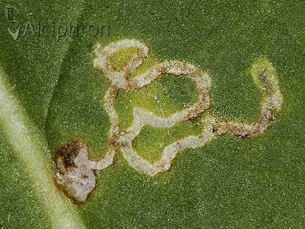 Phytomyza cirsii