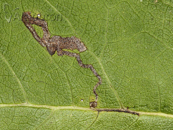Phytomyza conyzae