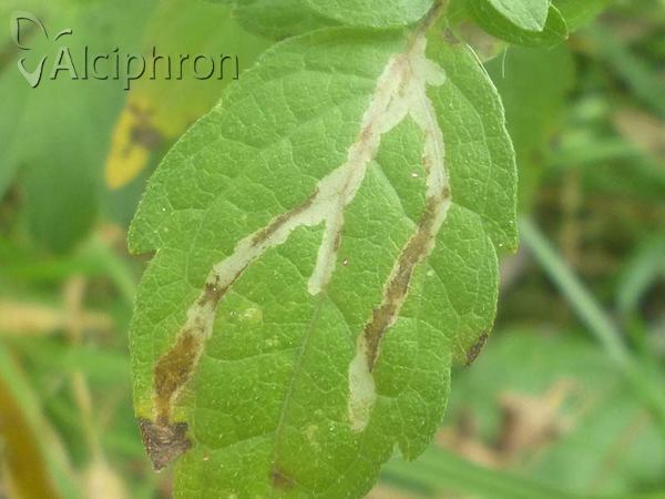 Phytomyza eupatorii