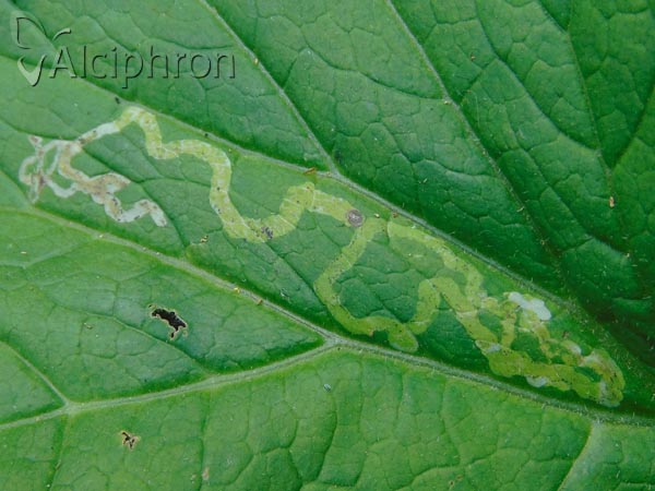 Phytomyza farfarae