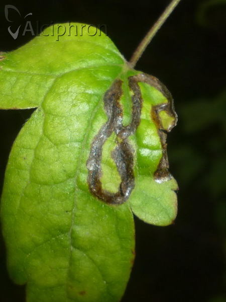 Phytomyza fulgens