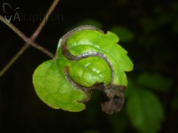 Phytomyza fulgens
