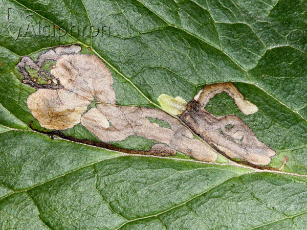 Phytomyza hellebori