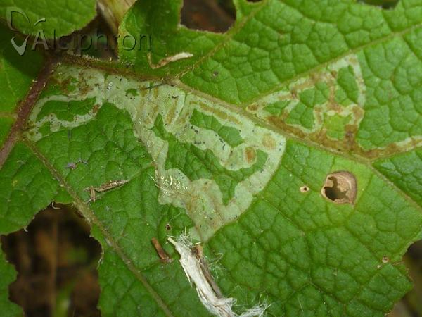 Phytomyza lappae