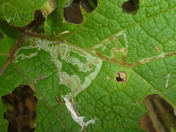 Phytomyza lappae