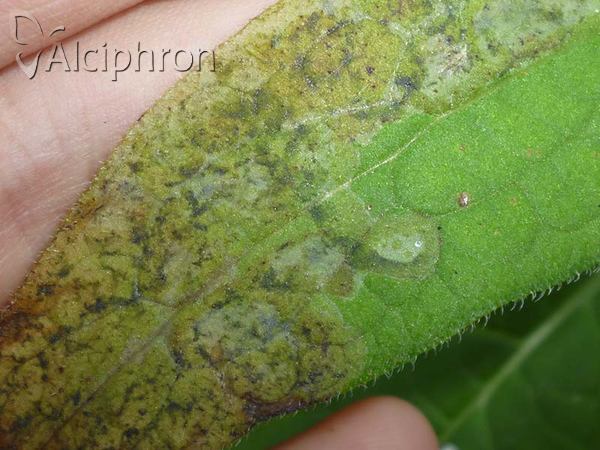 Phytomyza medicaginis