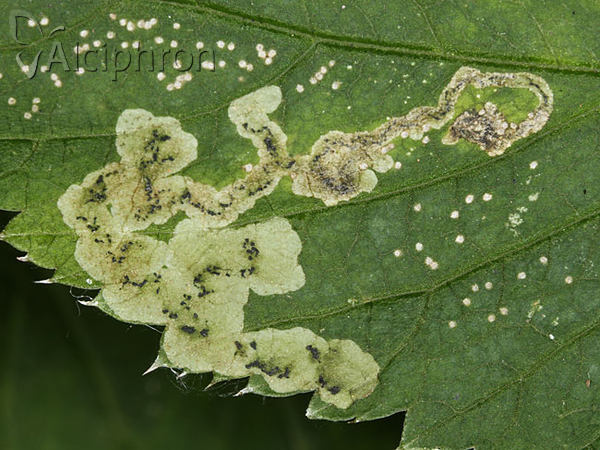 Phytomyza obscurella