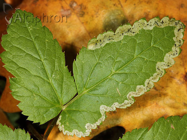 Phytomyza obscurella