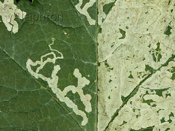 Phytomyza pastinacae