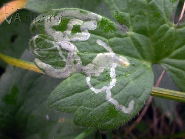 Phytomyza ranunculi