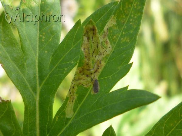 Liriomyza artemisicola