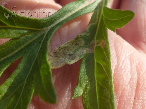 Liriomyza artemisicola