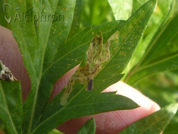 Liriomyza artemisicola