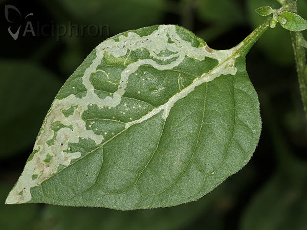 Liriomyza bryoniae