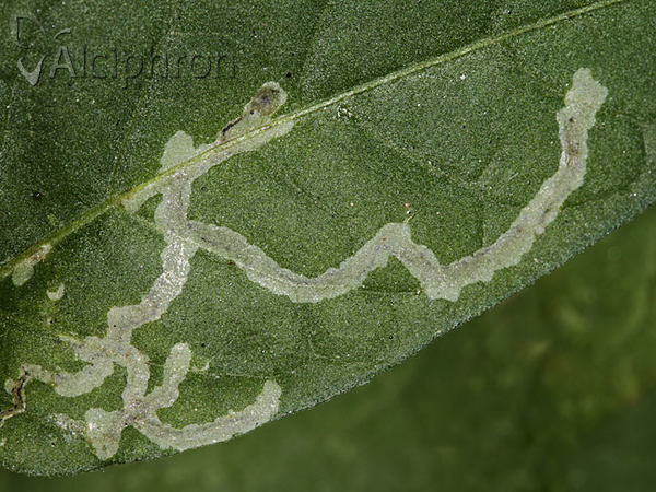 Liriomyza bryoniae