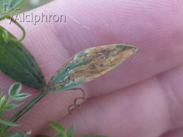 Liriomyza congesta
