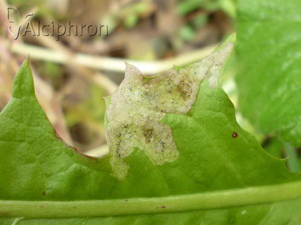 Liriomyza taraxaci