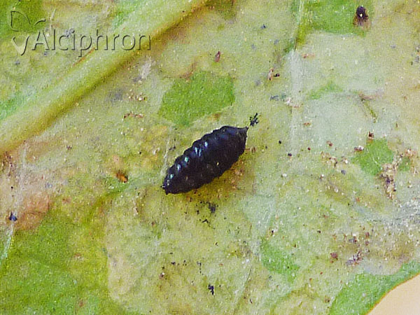 Liriomyza taraxaci