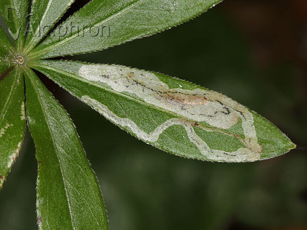 Galiomyza morio