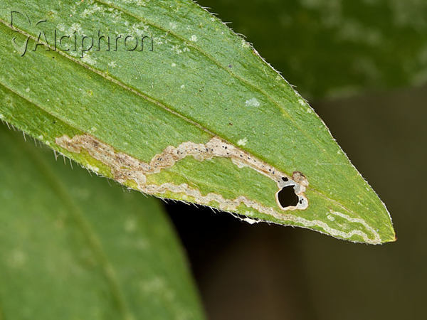 Galiomyza morio